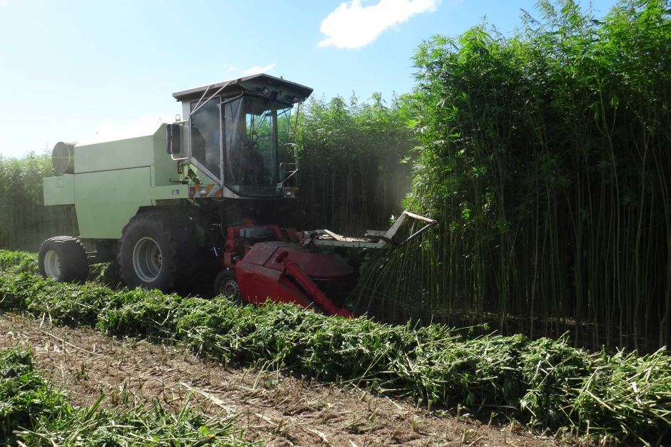 lavorazione infiorescenza erba light