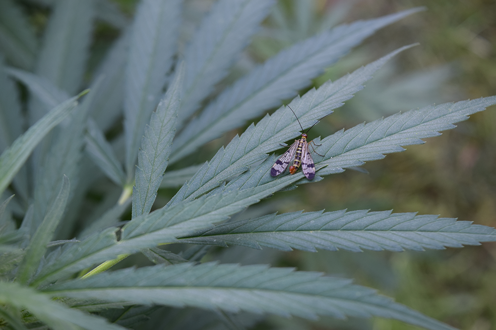 foglia di cannabis