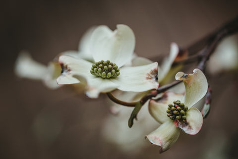 picture is of a white blossom on a brown branch