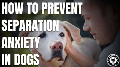 How to Prevent Separation Anxiety in Dogs 