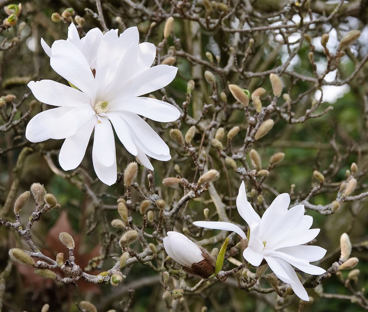 white flowering trees