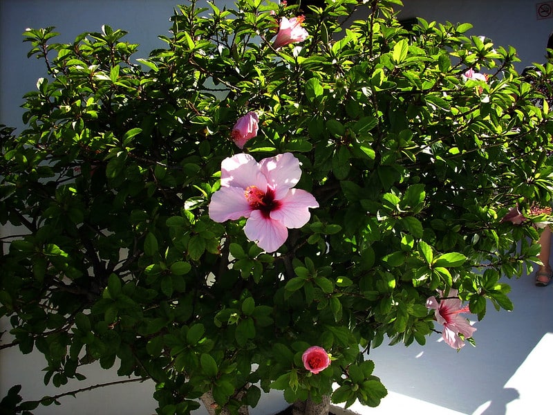 How to Grow and Care for Hibiscus Trees