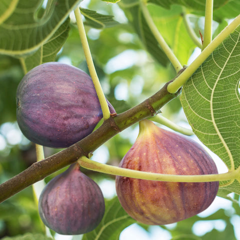 Celeste Fig Tree purple figs growing on green fig tree