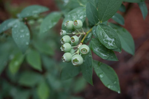 unripe blueberries