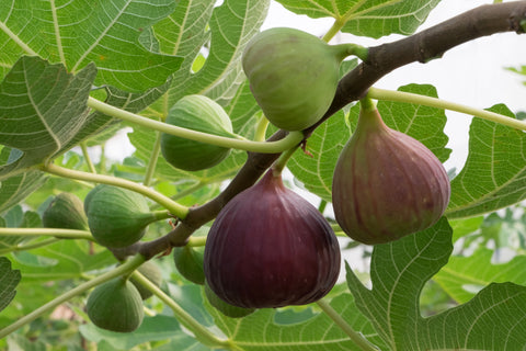 close up of figs hanging from branch