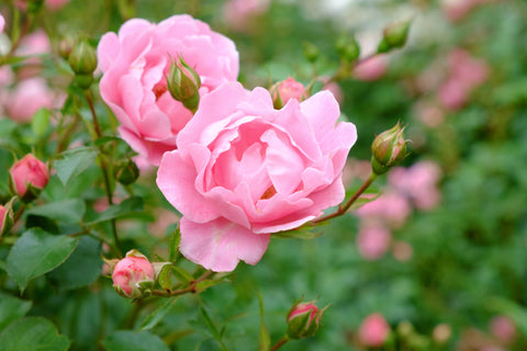 close up of pink rose