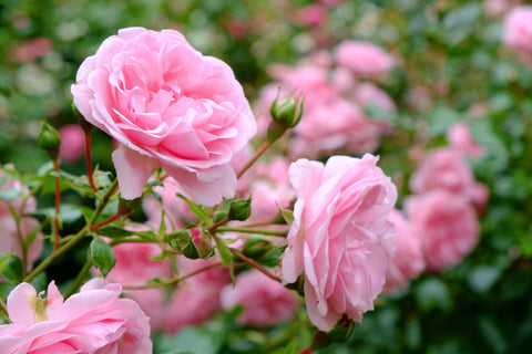 pink rose bush close up