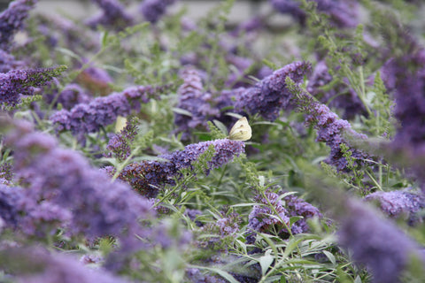 close up of butterfly bush