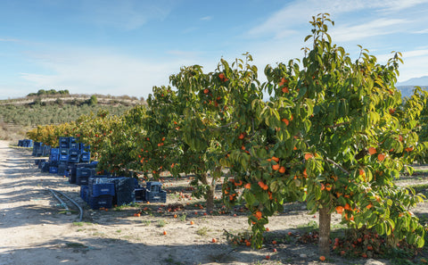 persimmon tree