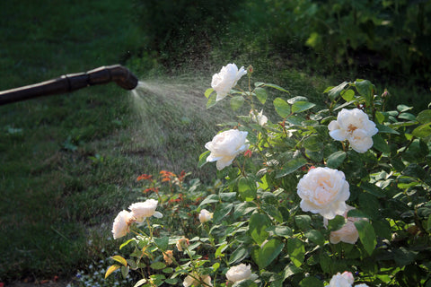 watering white rose bushes