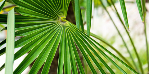 close up of windmill palm fronds