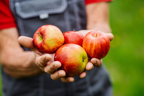 red Honey Crisp Apple being held