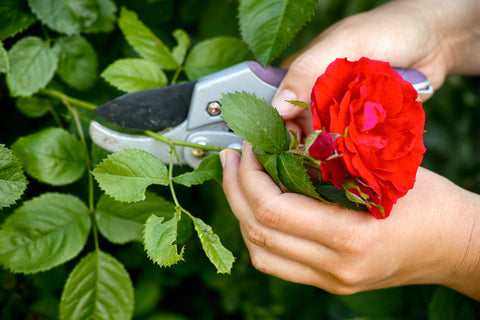 close up pruning red rose