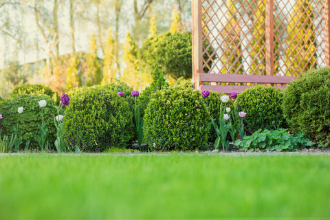 boxwood shrubs and flowers