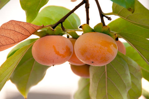 close up of persimmons growing on branch