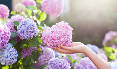 pink and blue hydrangeas