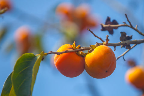 close up of persimmon fruit hanging from tree