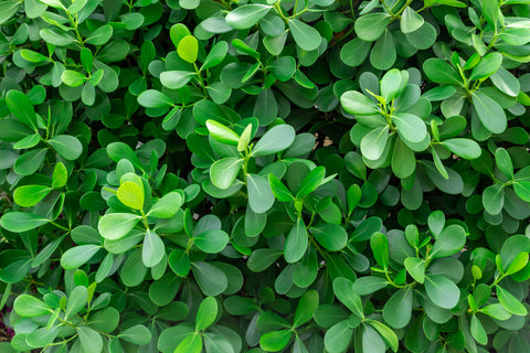 close up of boxwood foliage