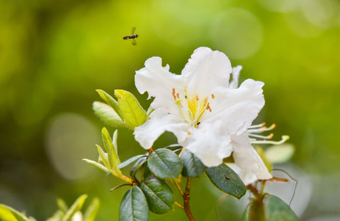 white azaleas