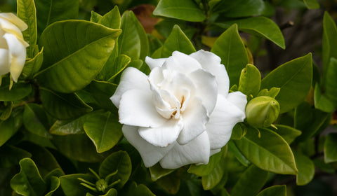 white gardenia