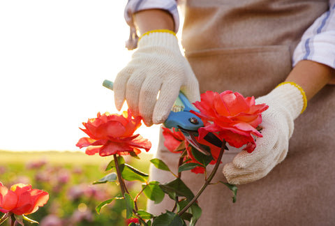 pruning red roses