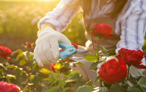 close up of woman pruning rose bush