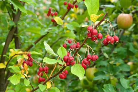 crabapples growing on a tree branch