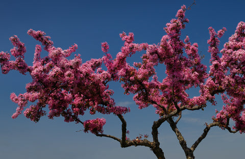 flowering crabapple tree