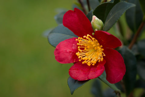 close up red camellias