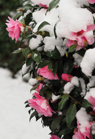 pink camellias in the snow