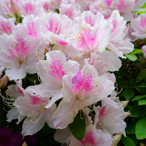 white and pink azaleas