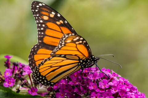 orange monarch butterfly bush on a purple butterfly bush