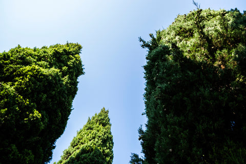 thuja giant trees