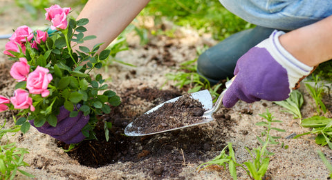 planting pink roses in the ground