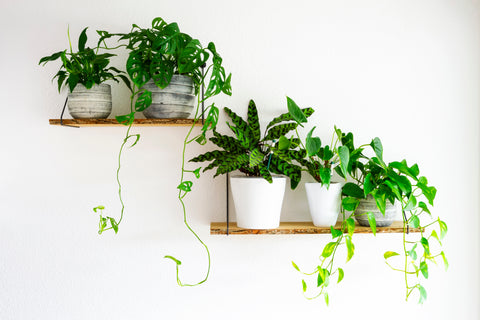 houseplants on a shelf