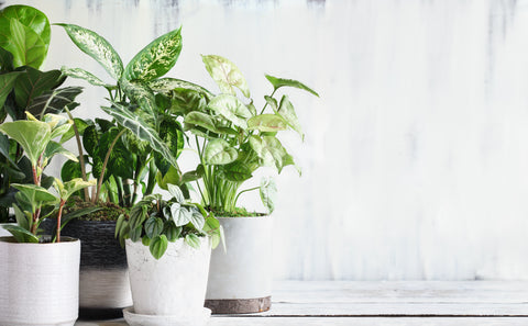 houseplants by a window