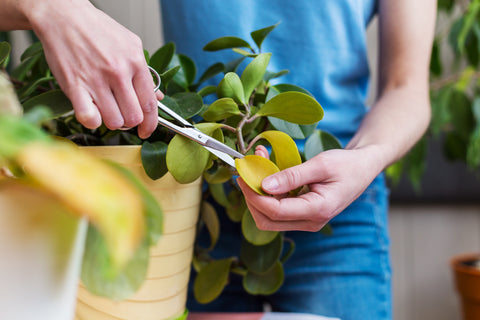 pruning house plant close up