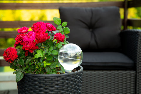 roses in a pot with watering bulb