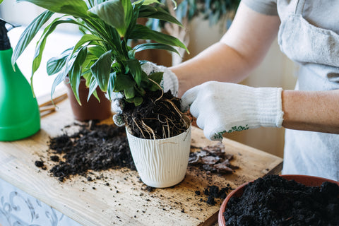 repotting a house plant