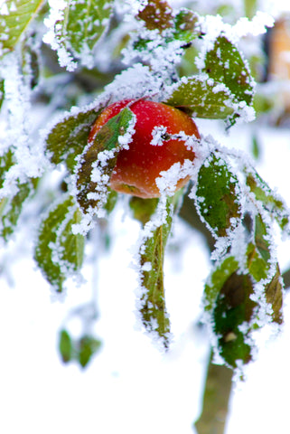 Cold apple tree in the snow