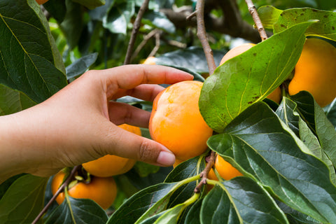 hand picking a persimmon