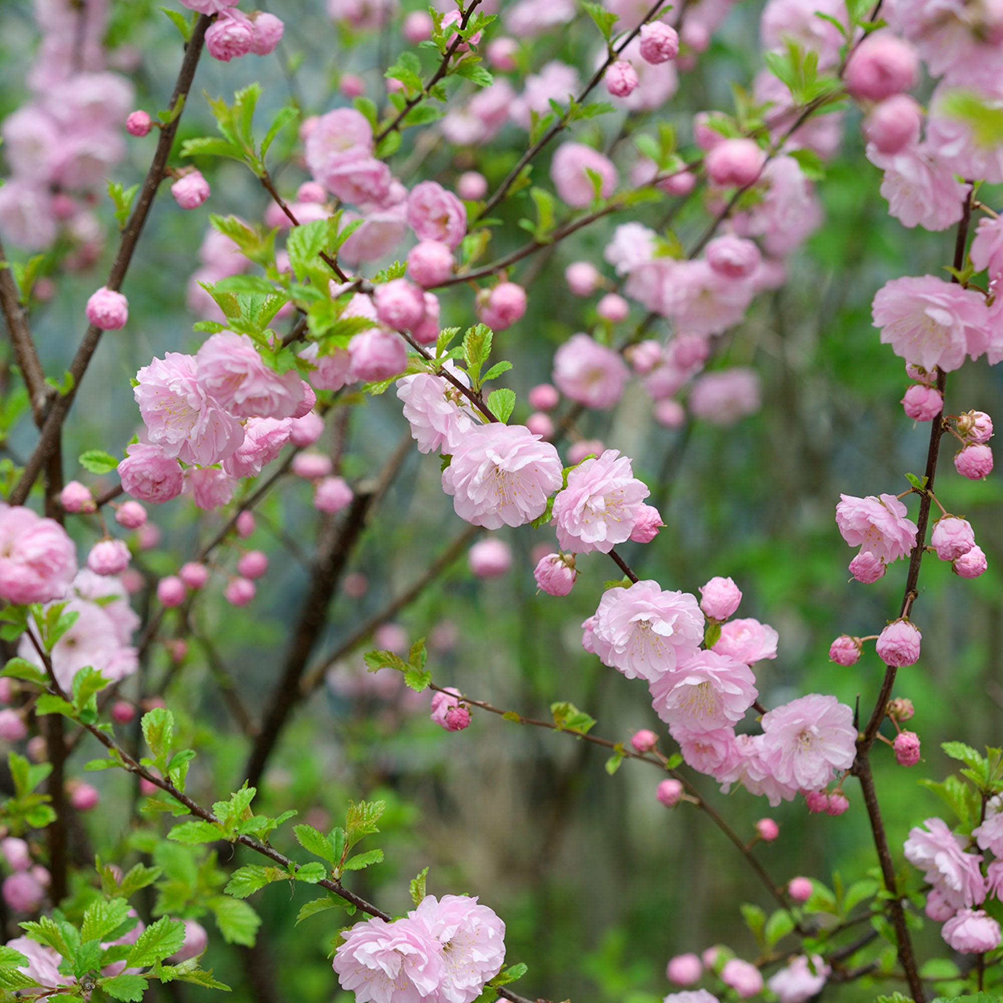 Image of Dwarf Pink Flowering Almond Bush