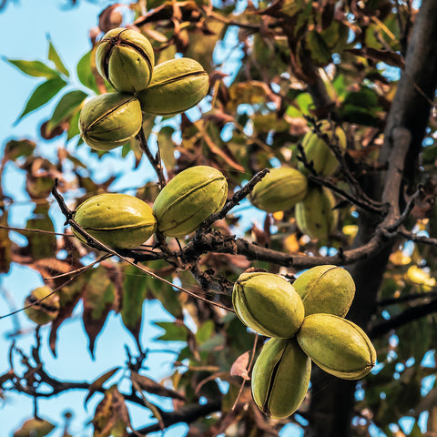 Amling Pecan tree green young pecans growing on pecan tree branch