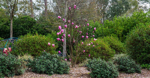 ann magnolia tree as a best gift for plant lover