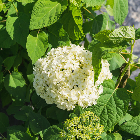 Annabelle Hydrangea Bush blooming white flower green foliage