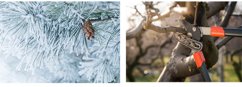 Pine tree in the snow and branch being pruned