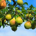 Ayers Pear growing hanging on tree