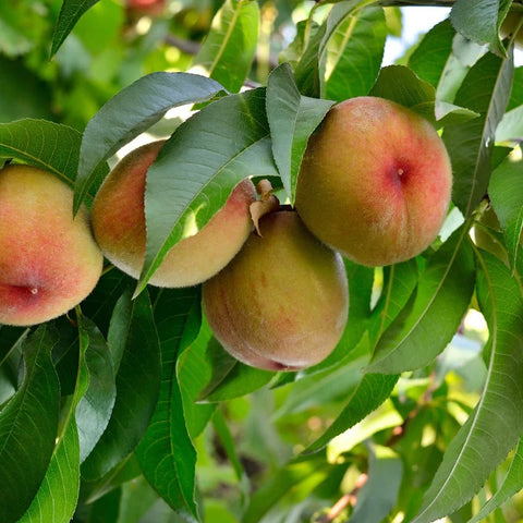 Belle of Georgia Peaches growing on peach tree against green leaves