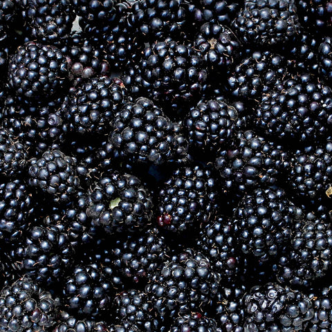 Thornless Big Daddy Blackberry Bush blackberries fruit in a pile
