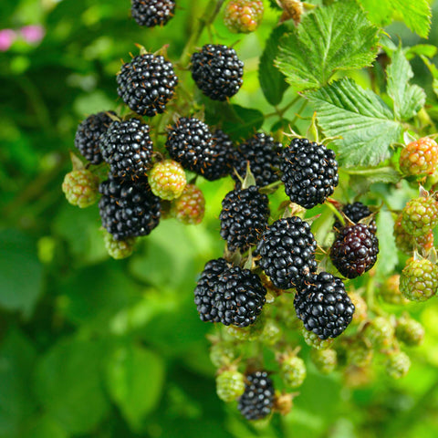 Thornless Chester Blackberry Bush blackberries fruit growing on bush